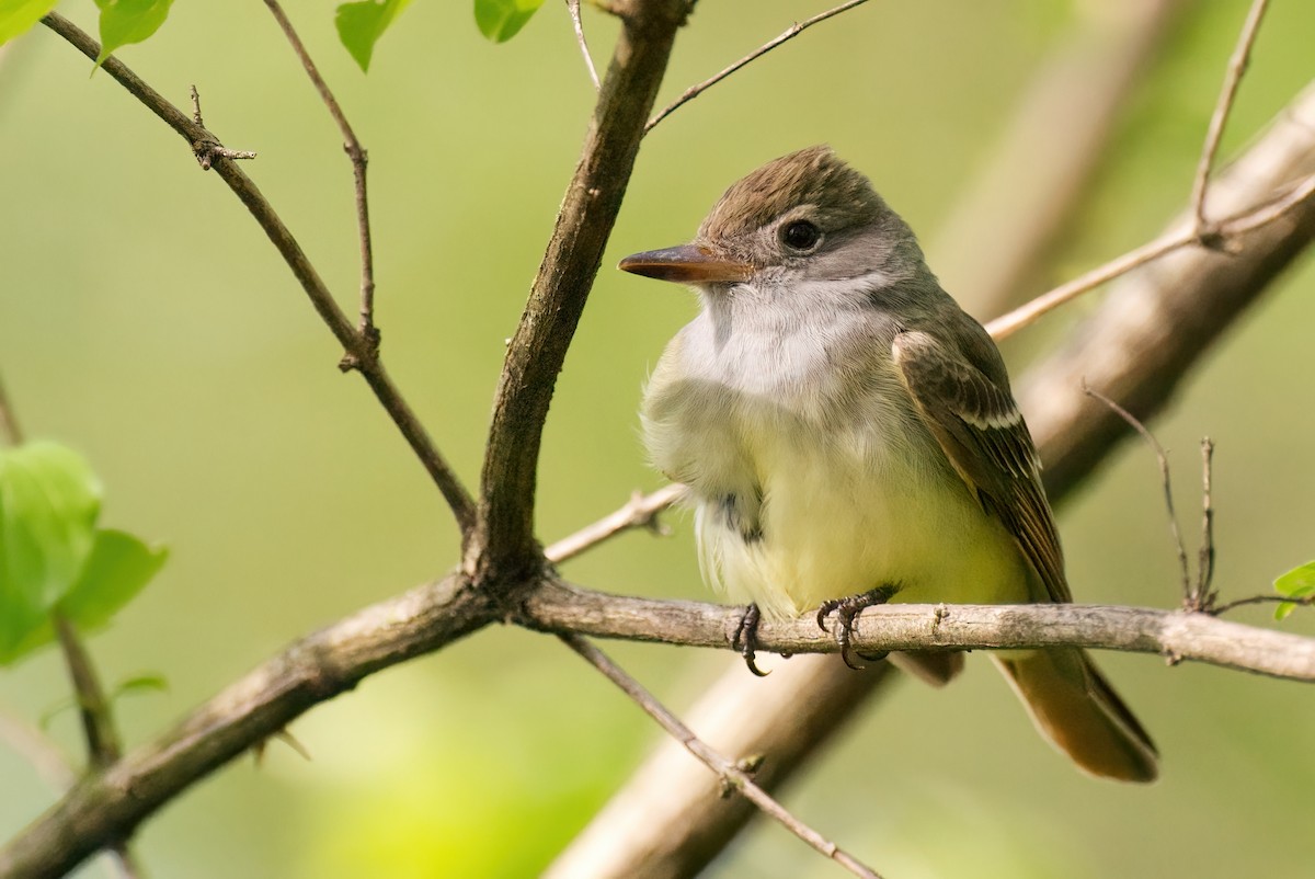 Great Crested Flycatcher - Peter F