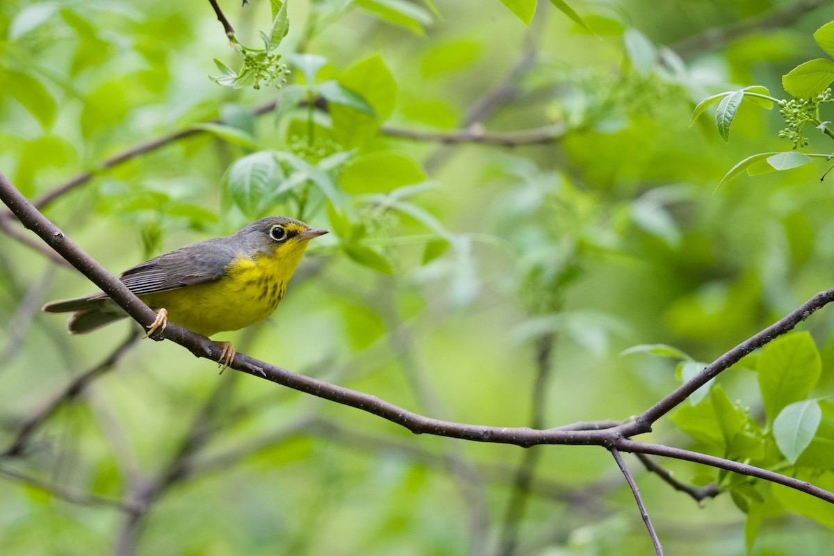 Canada Warbler - Kevin Lin