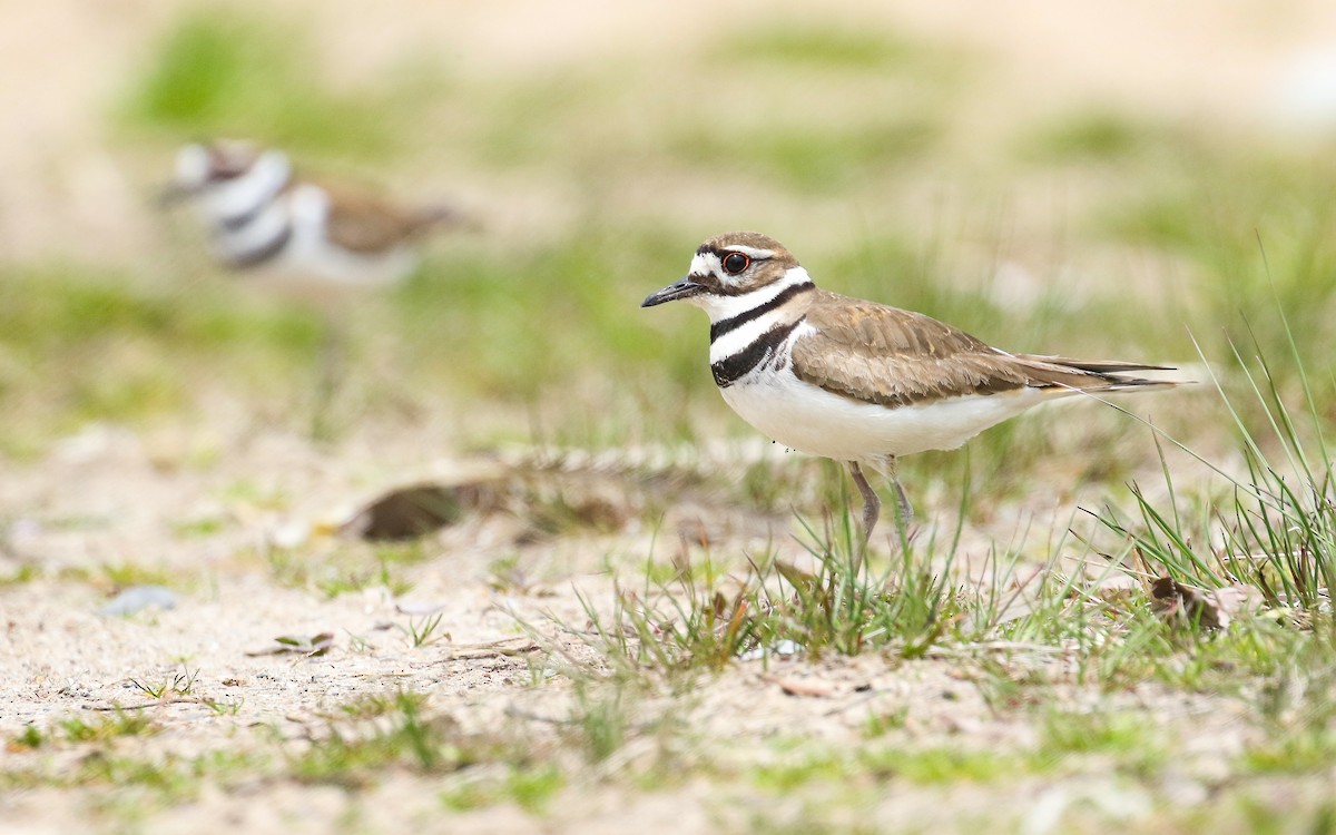 Killdeer - Ethan Denton