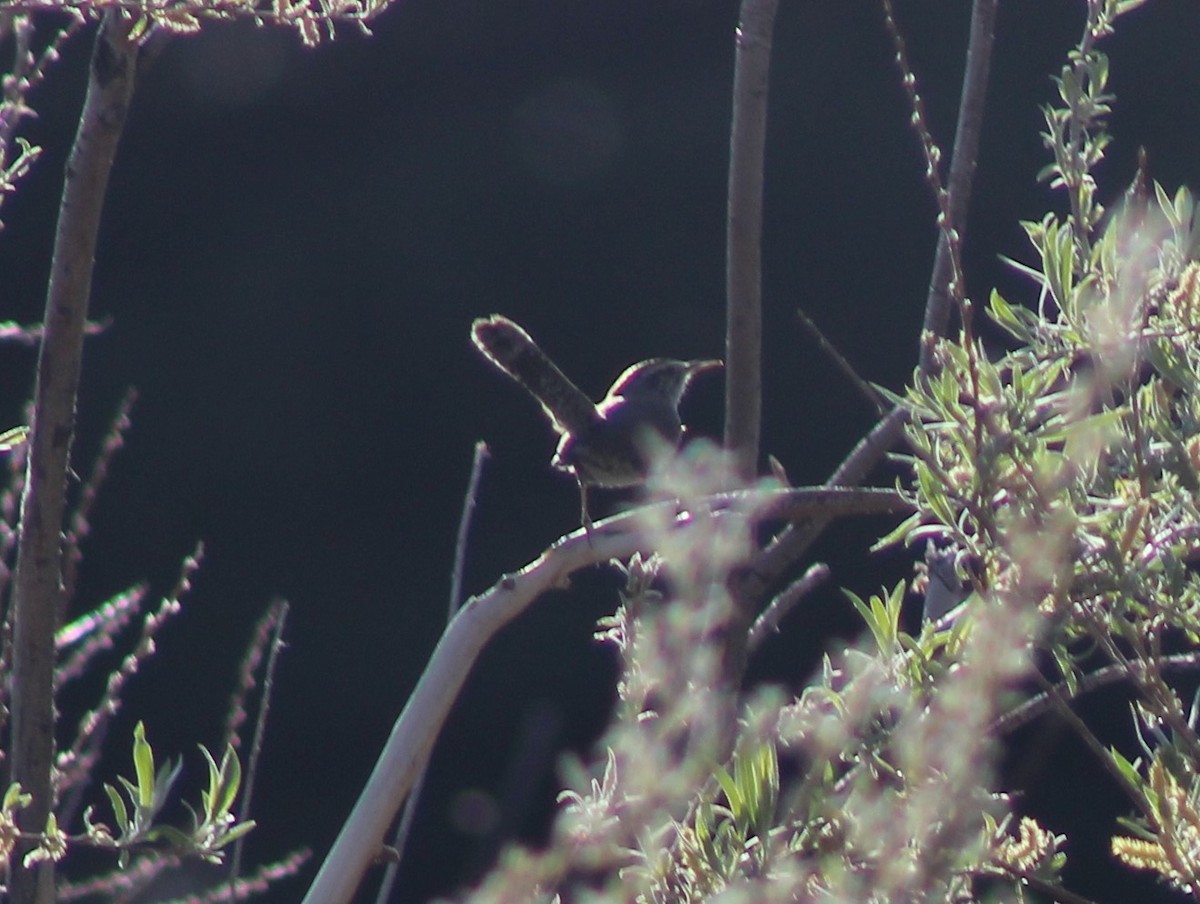 Bewick's Wren - Jeff Dreier