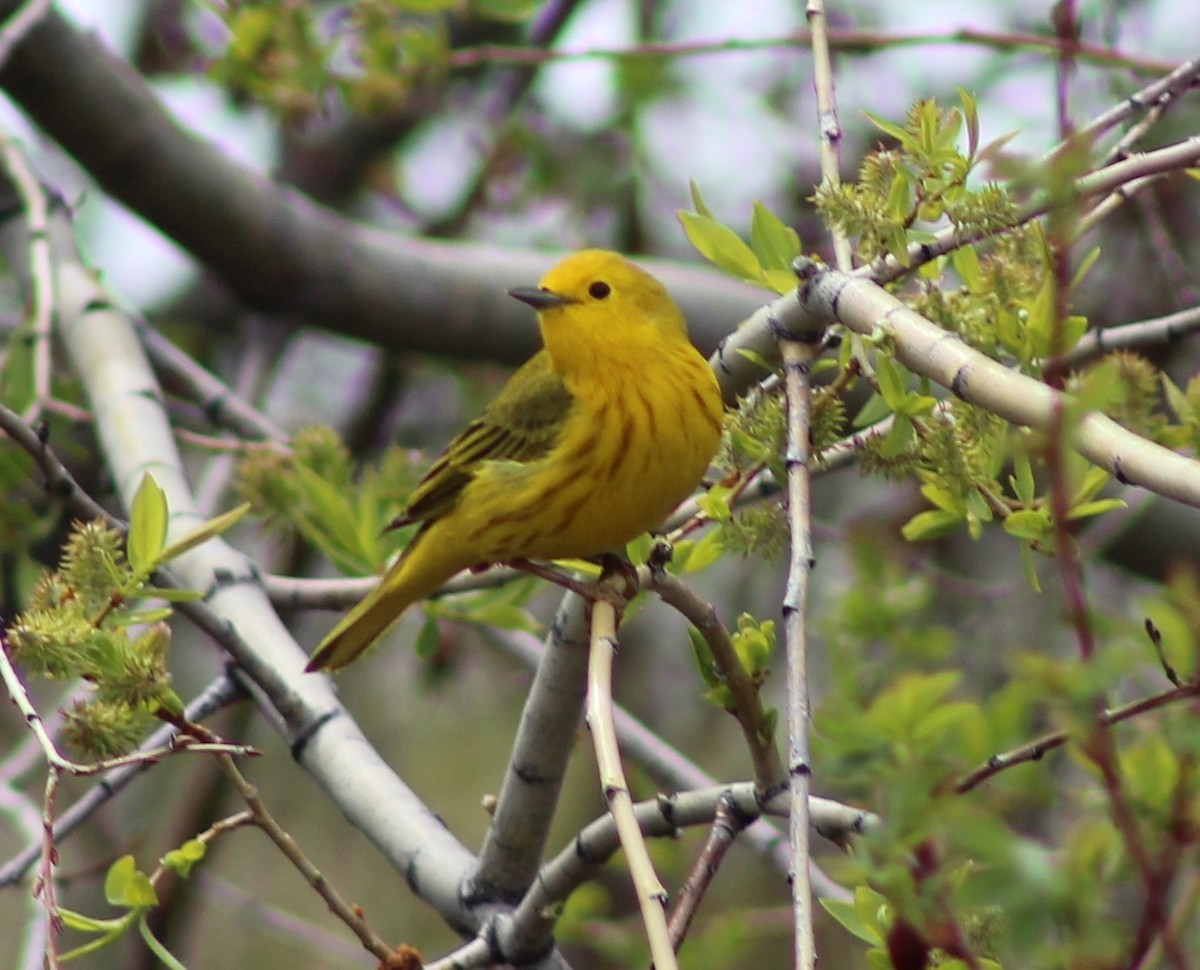 Yellow Warbler - Jeff Dreier