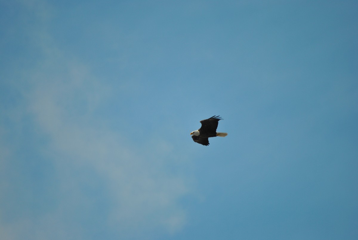 Bald Eagle - ML45136061