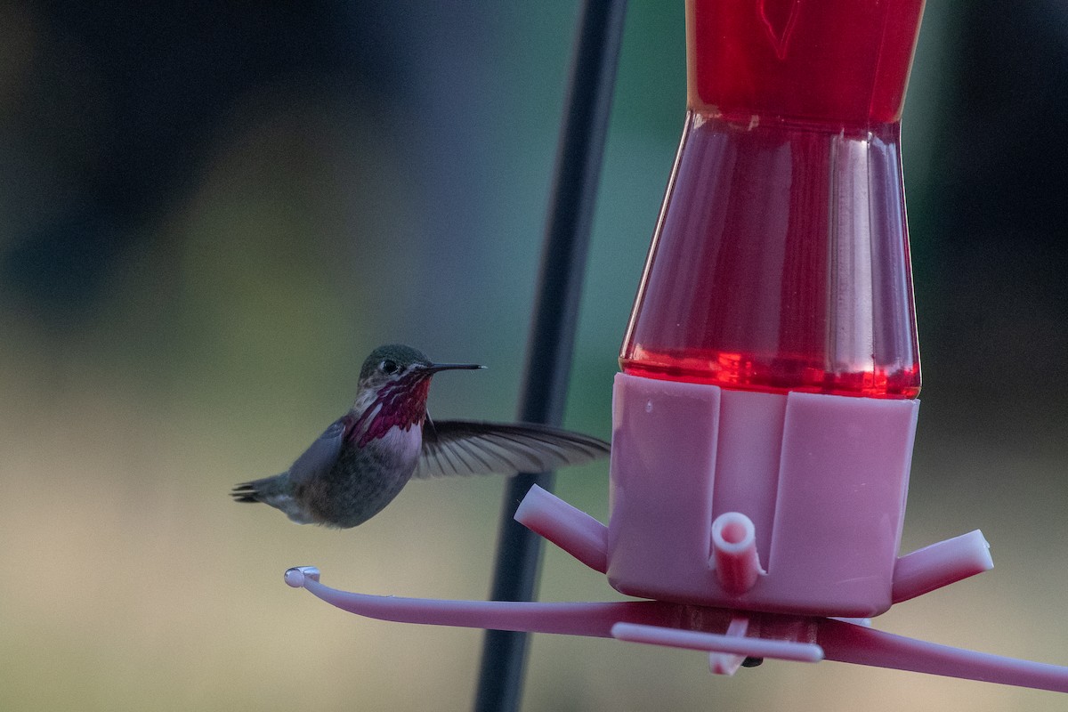 Calliope Hummingbird - Chris McDonald