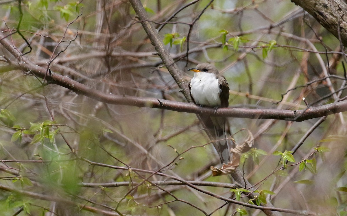 Yellow-billed Cuckoo - ML451361231