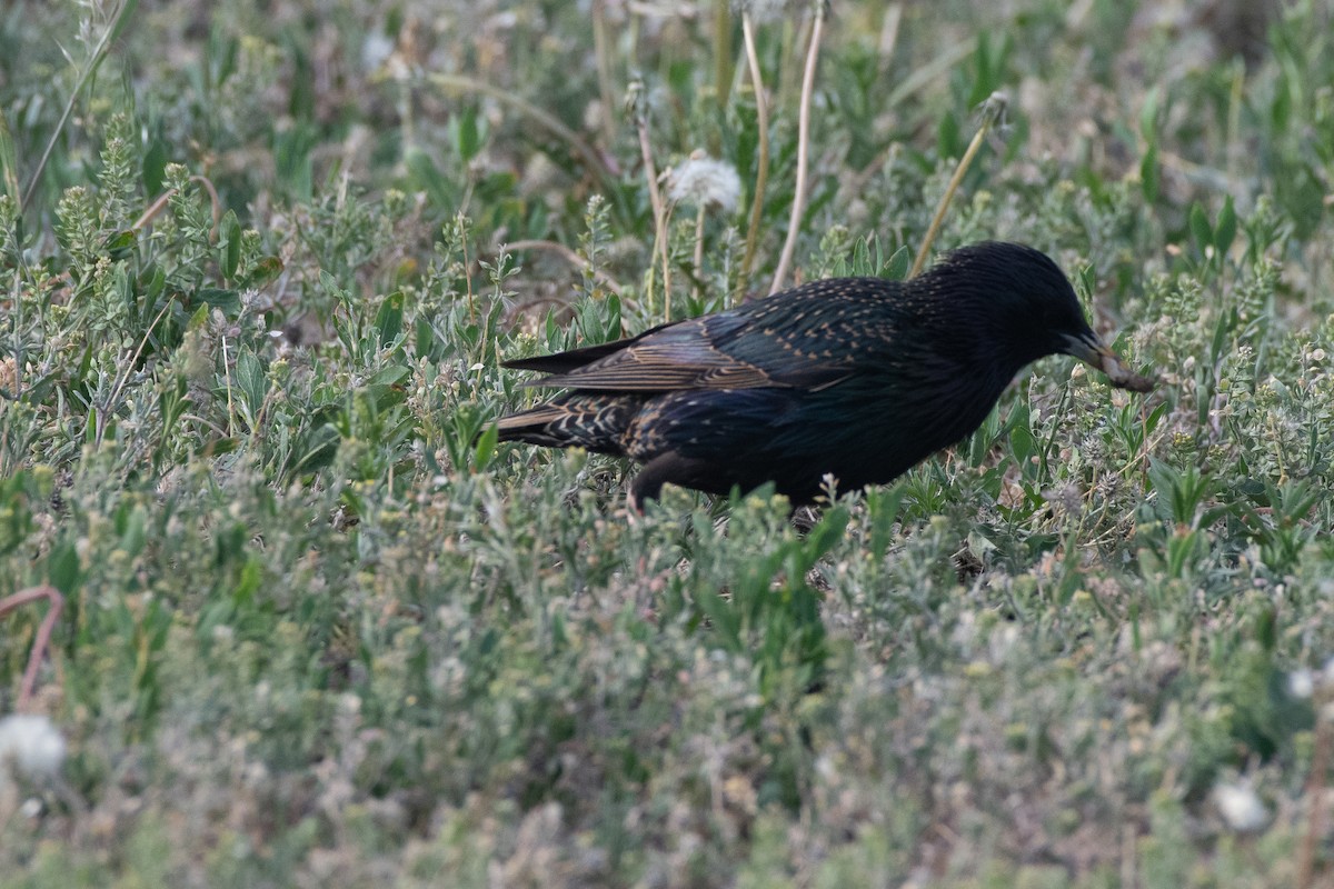 European Starling - ML451361311