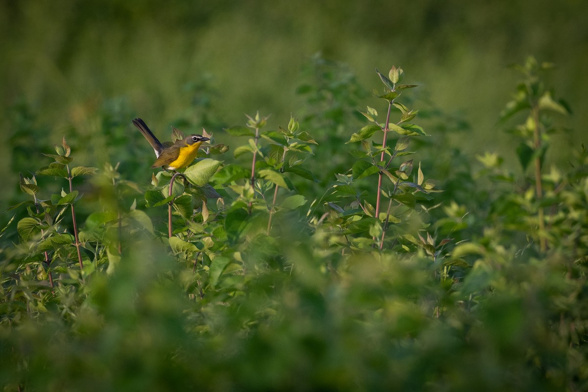 Yellow-breasted Chat - ML451362421