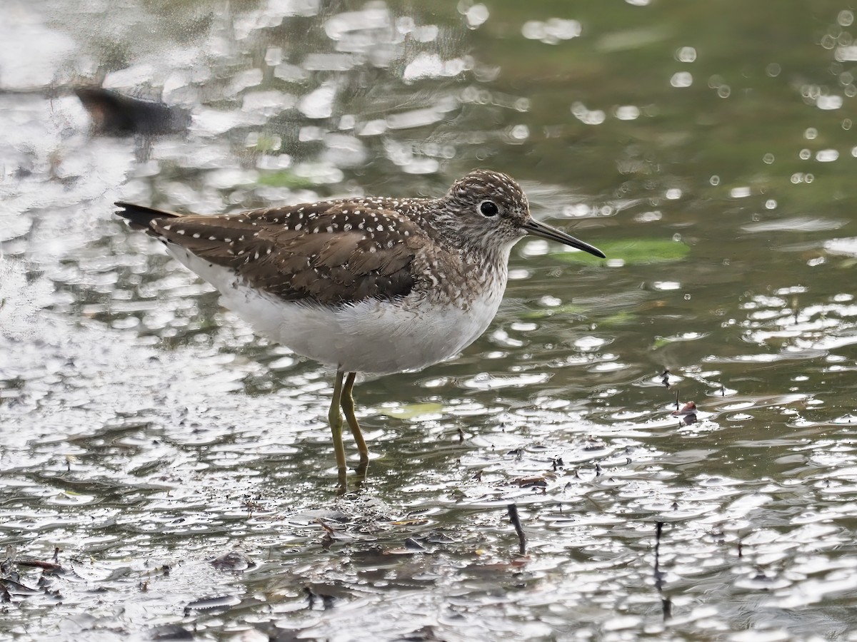 Solitary Sandpiper - ML451362461