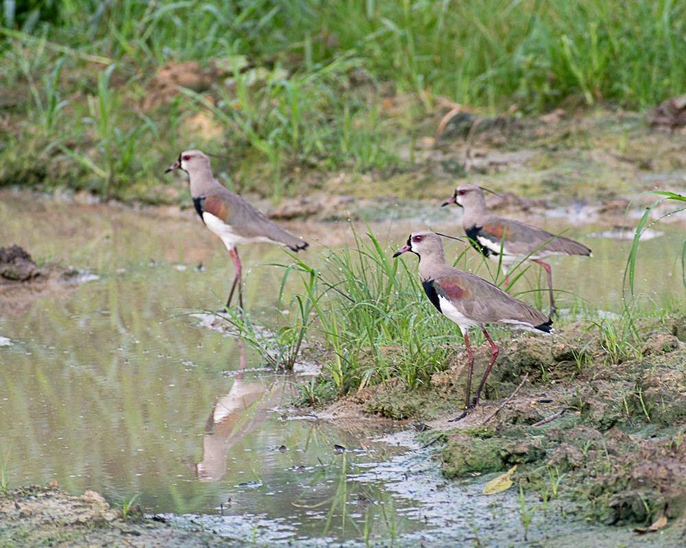 Southern Lapwing - ML451362741