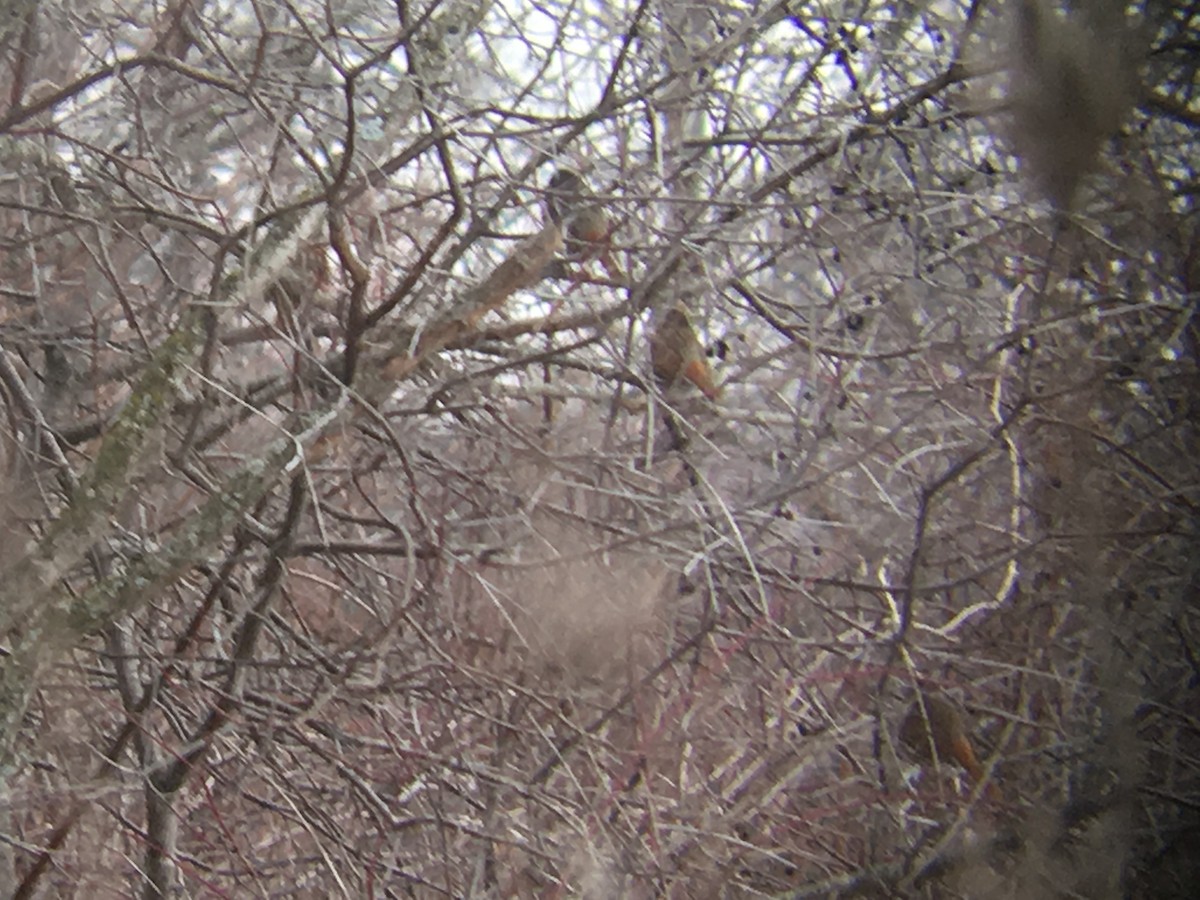 Fox Sparrow (Red) - ML45136321