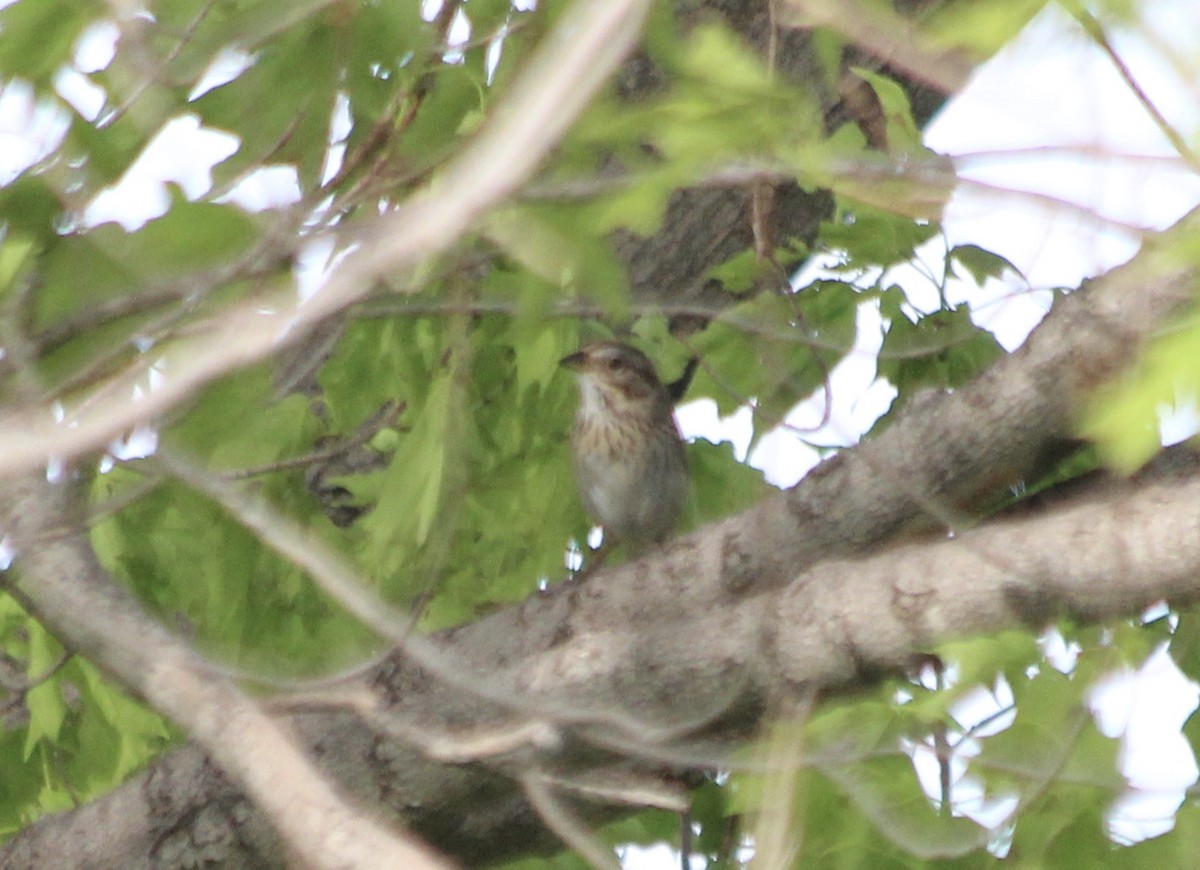 Lincoln's Sparrow - Sam Manning