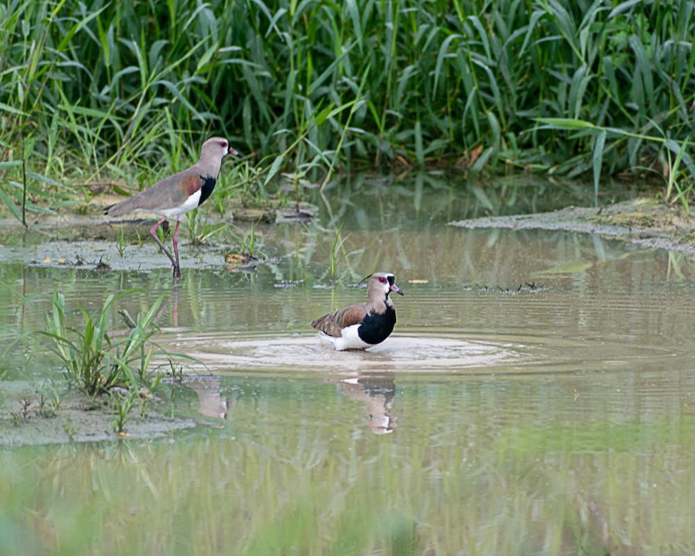 Southern Lapwing - ML451364551