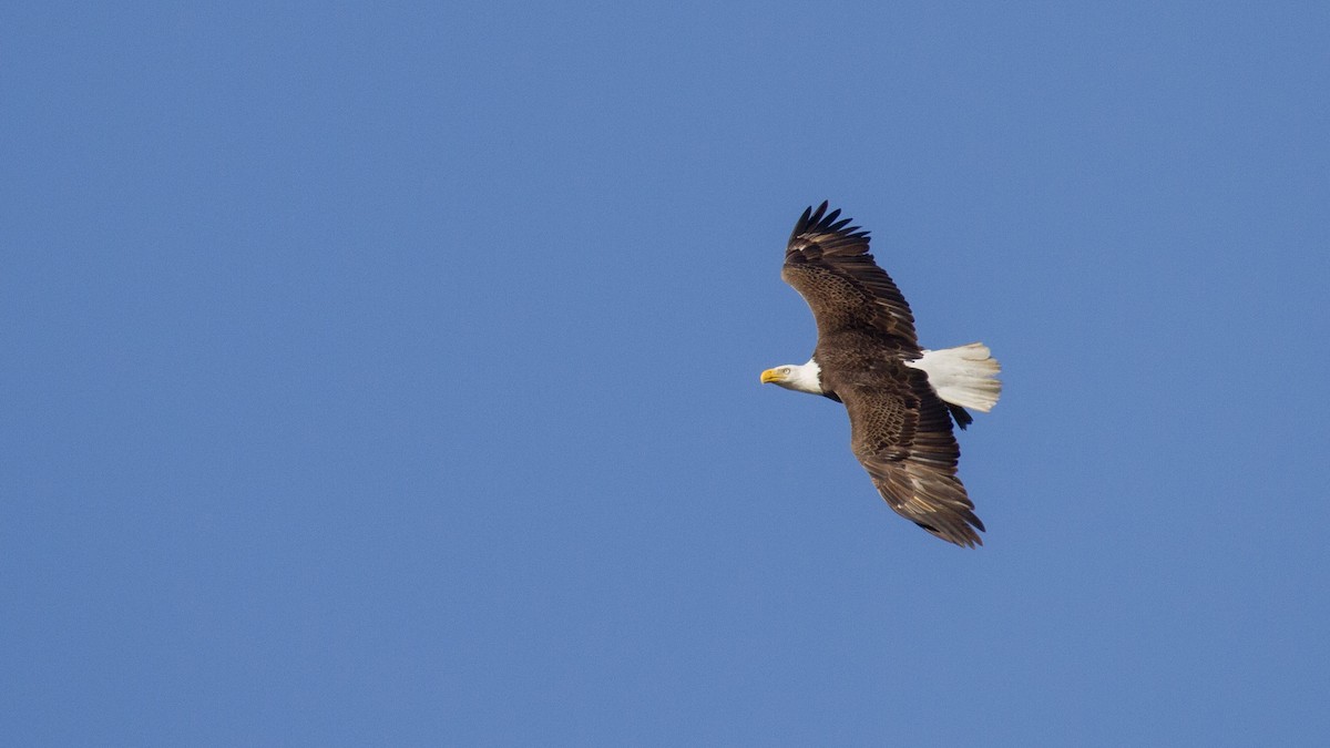 Bald Eagle - ML451364931