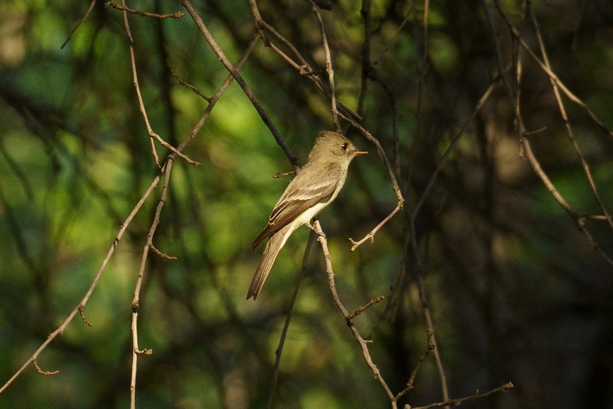 new world flycatcher sp. - ML451365261
