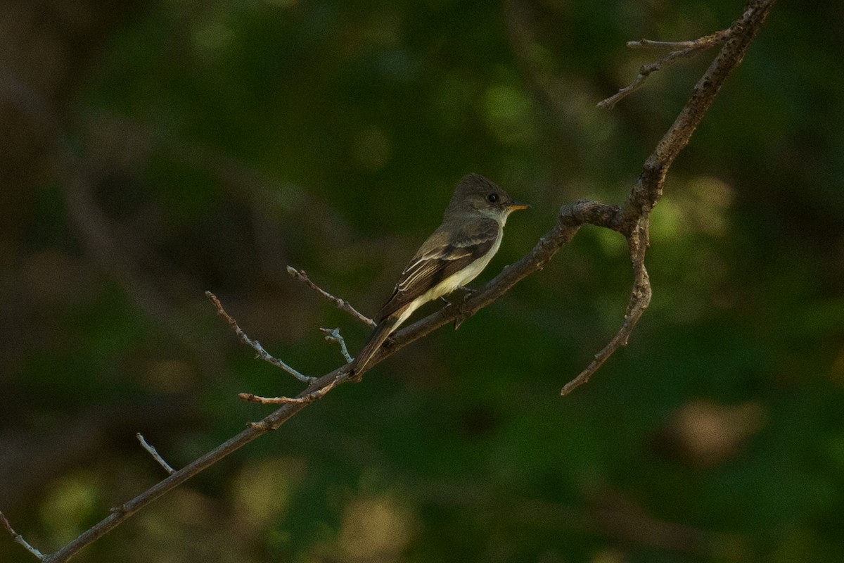 new world flycatcher sp. - ML451365271