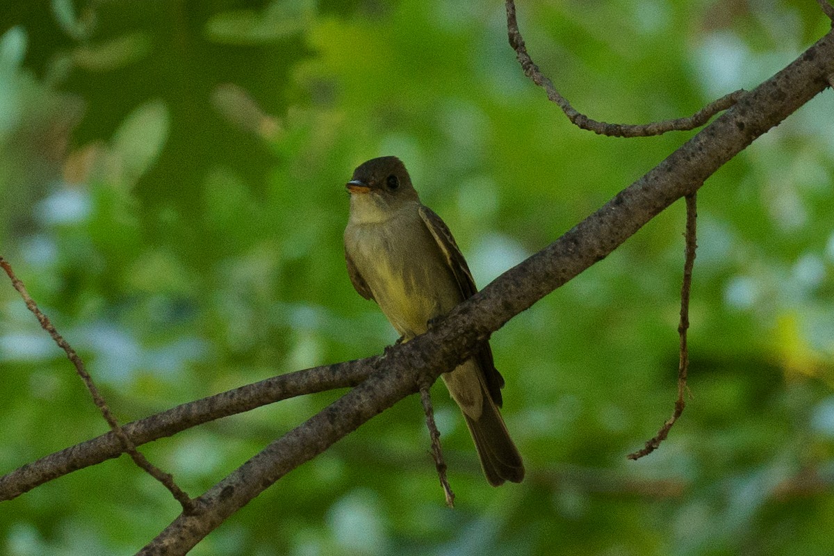 new world flycatcher sp. - ML451365321