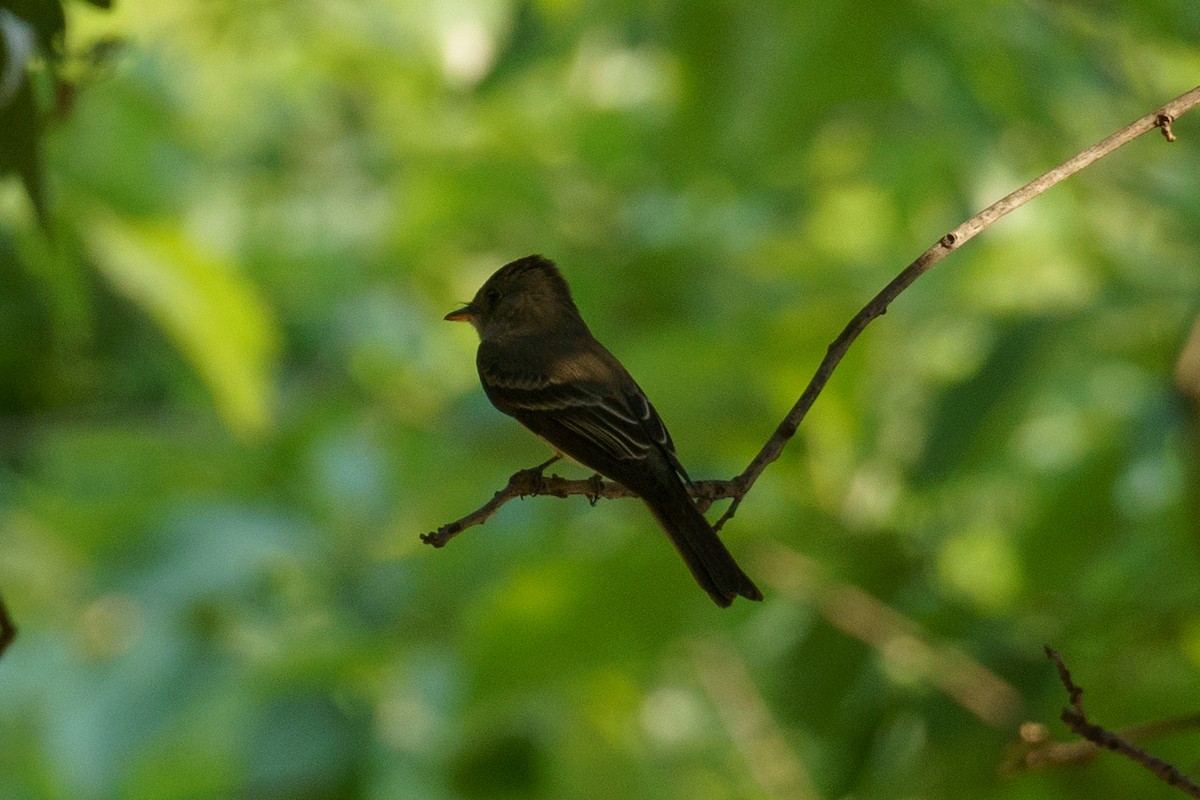 new world flycatcher sp. - ML451365351
