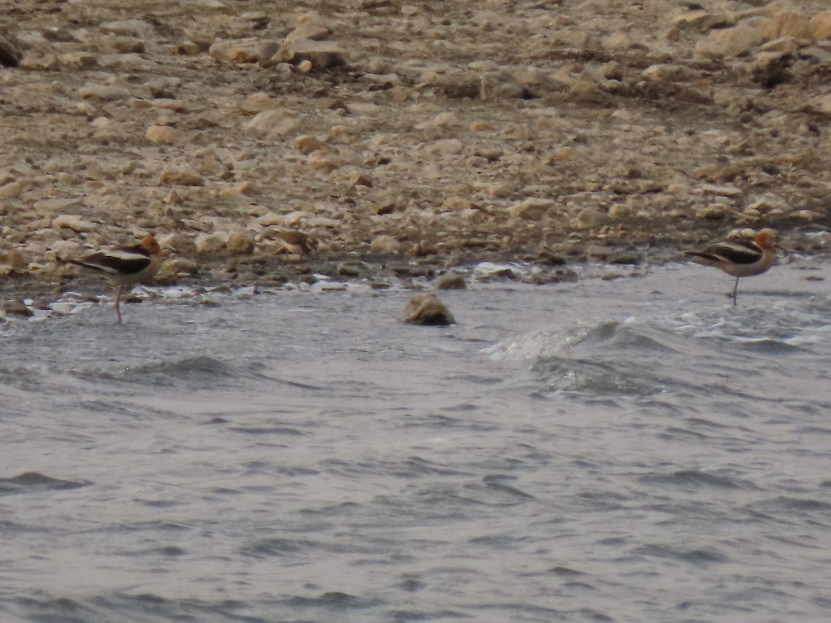 Avocette d'Amérique - ML451365411