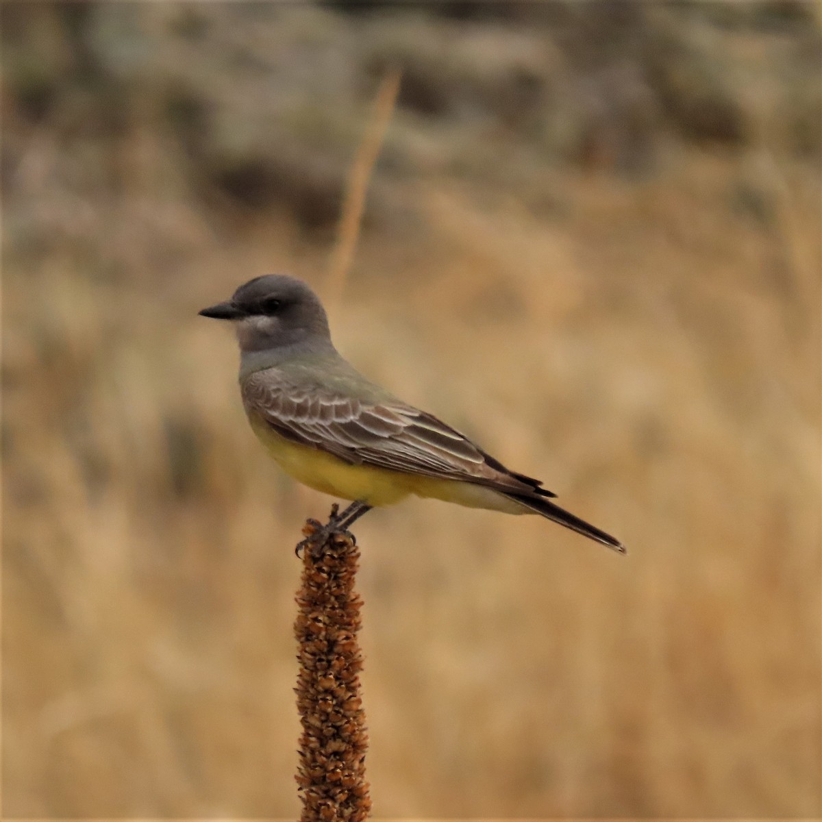 Cassin's Kingbird - ML451365461