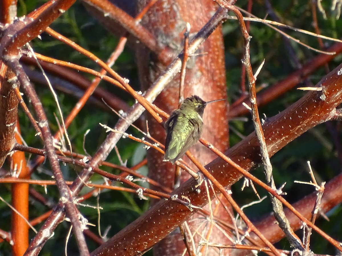 Black-chinned Hummingbird - ML451365671