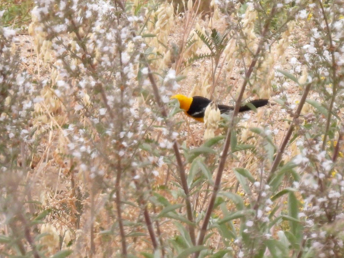 Hooded Oriole - ML451365881