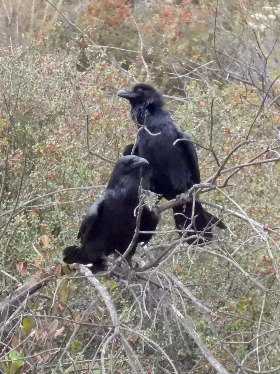 Common Raven - ML451366191