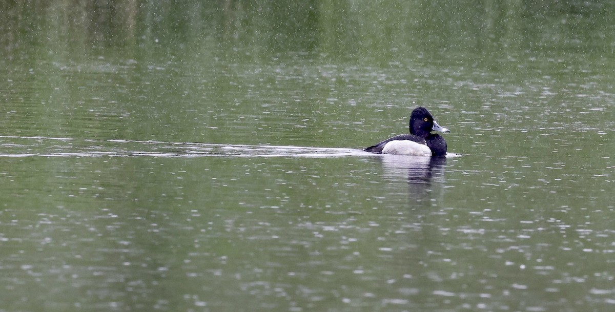 Ring-necked Duck - ML451366261