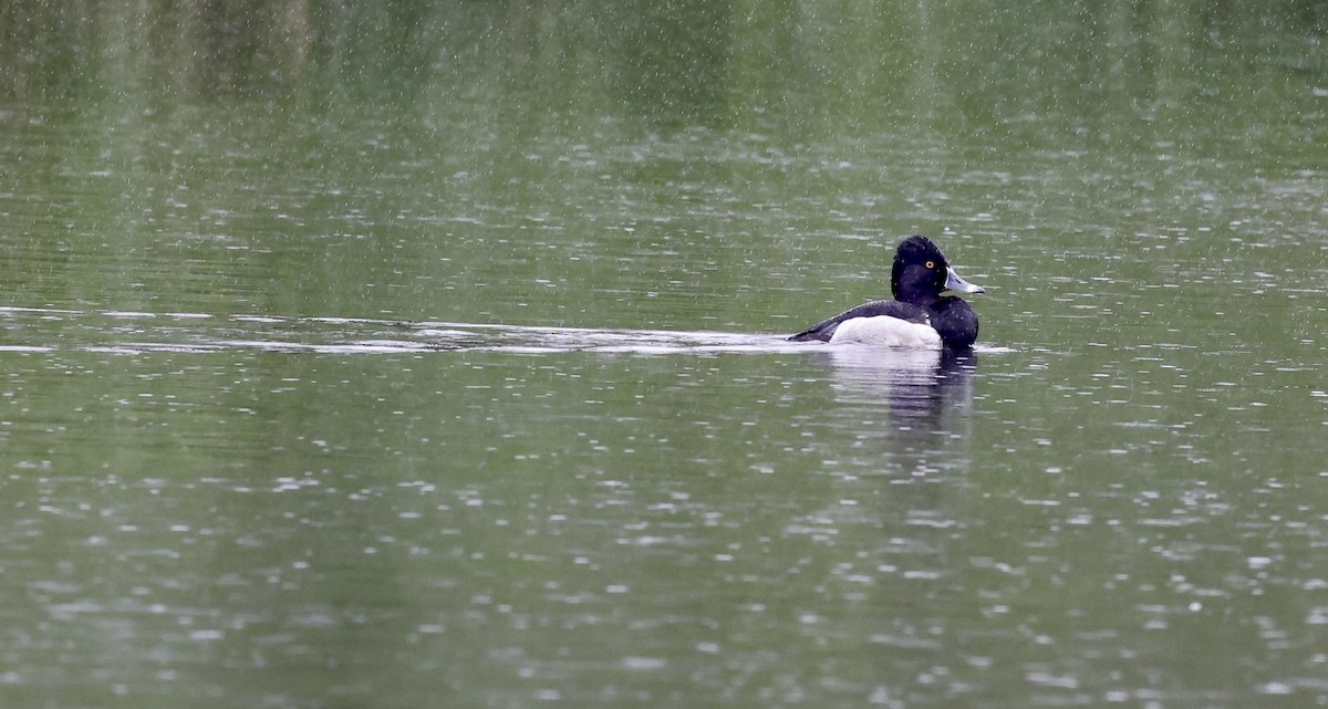 Ring-necked Duck - ML451366281