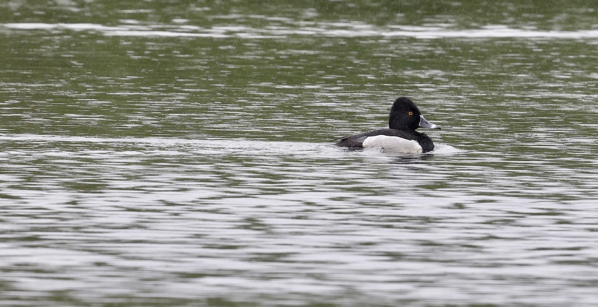 Ring-necked Duck - ML451366301