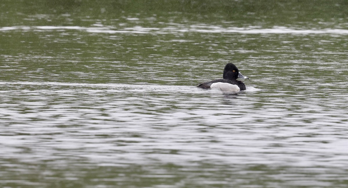 Ring-necked Duck - ML451366311