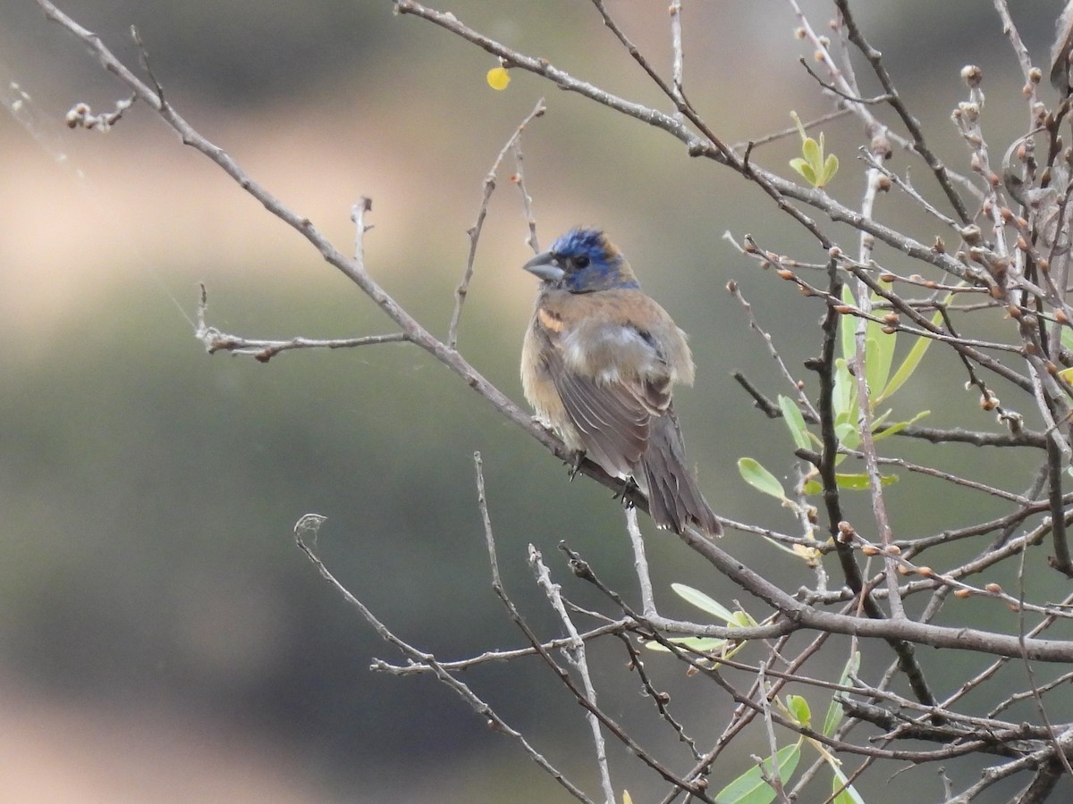 Blue Grosbeak - Martha Wild