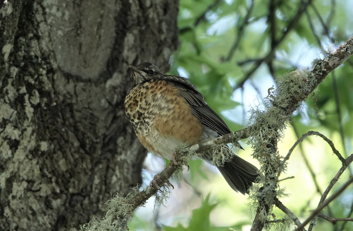 American Robin - ML451367311