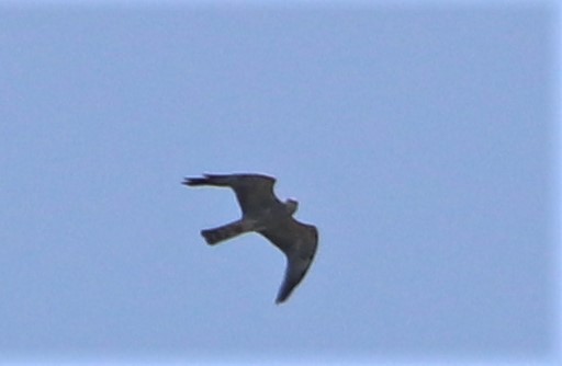 Mississippi Kite - ML451368331