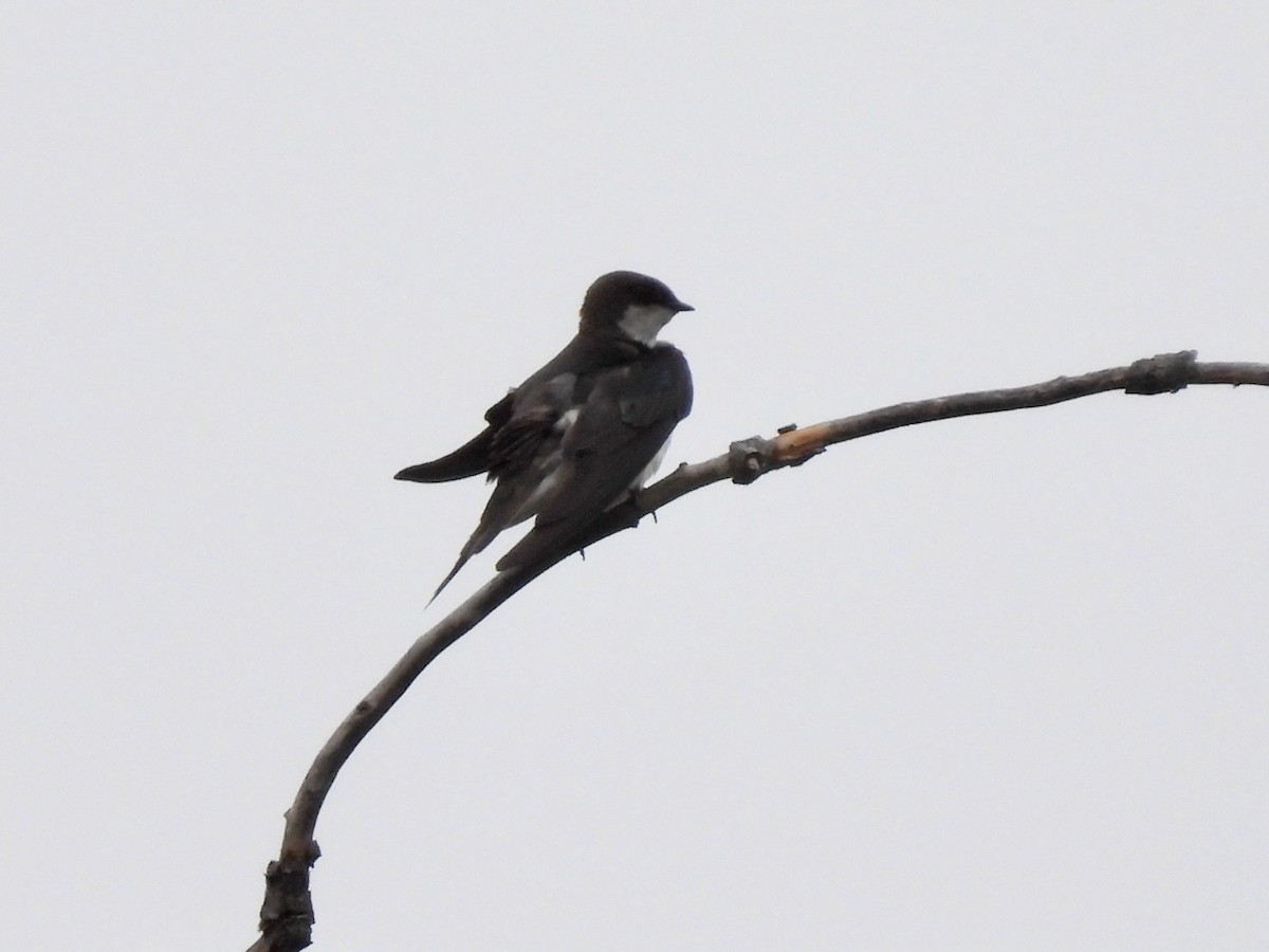 Tree Swallow - Martha Wild