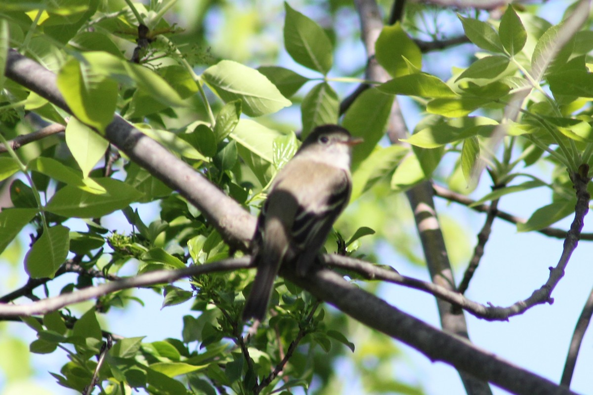 Least Flycatcher - Lyne Pelletier