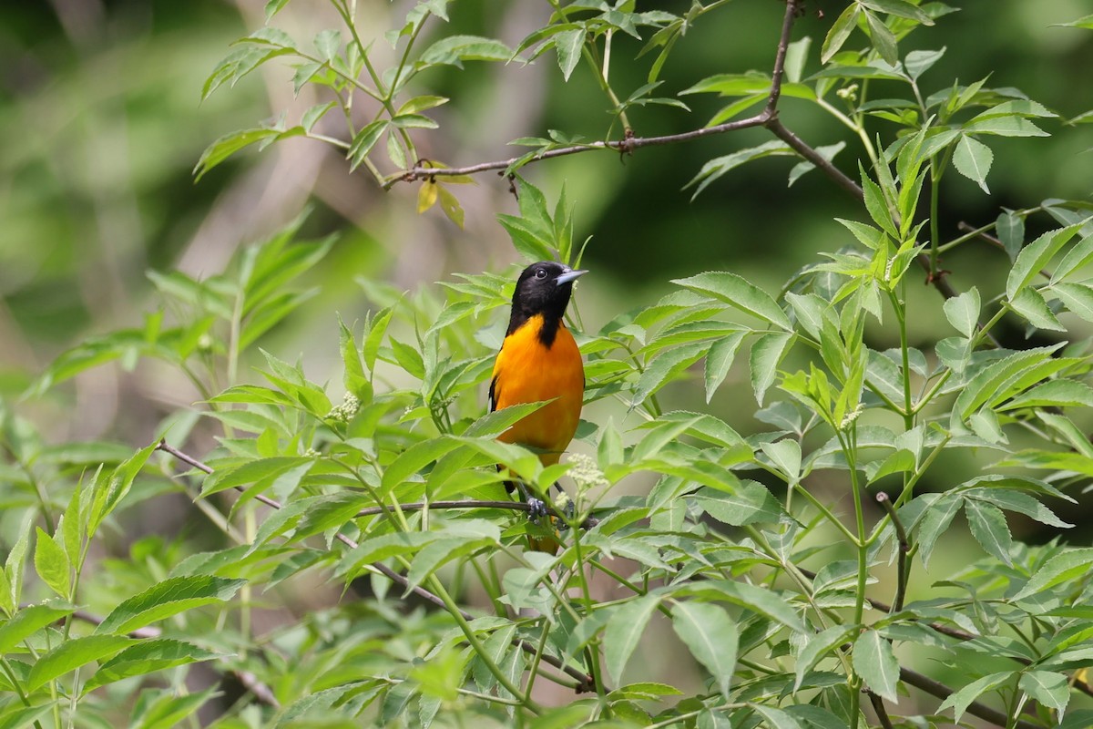 Oriole de Baltimore - ML451369181