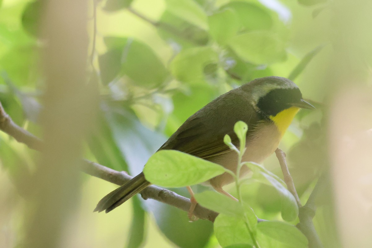 Common Yellowthroat - ML451369621