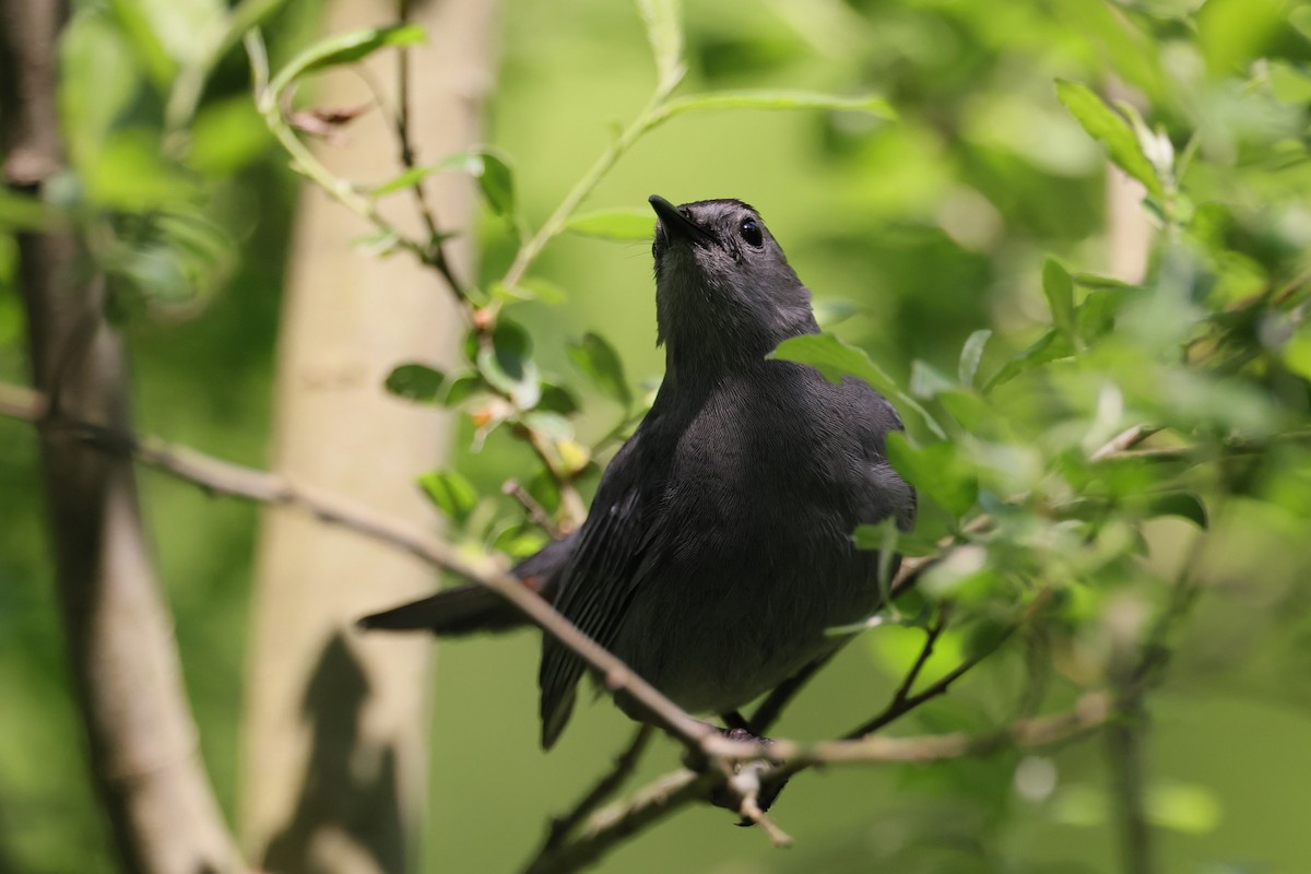 Gray Catbird - Chris Kennelly