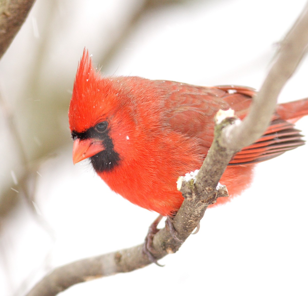 Cardinal rouge - ML45136981