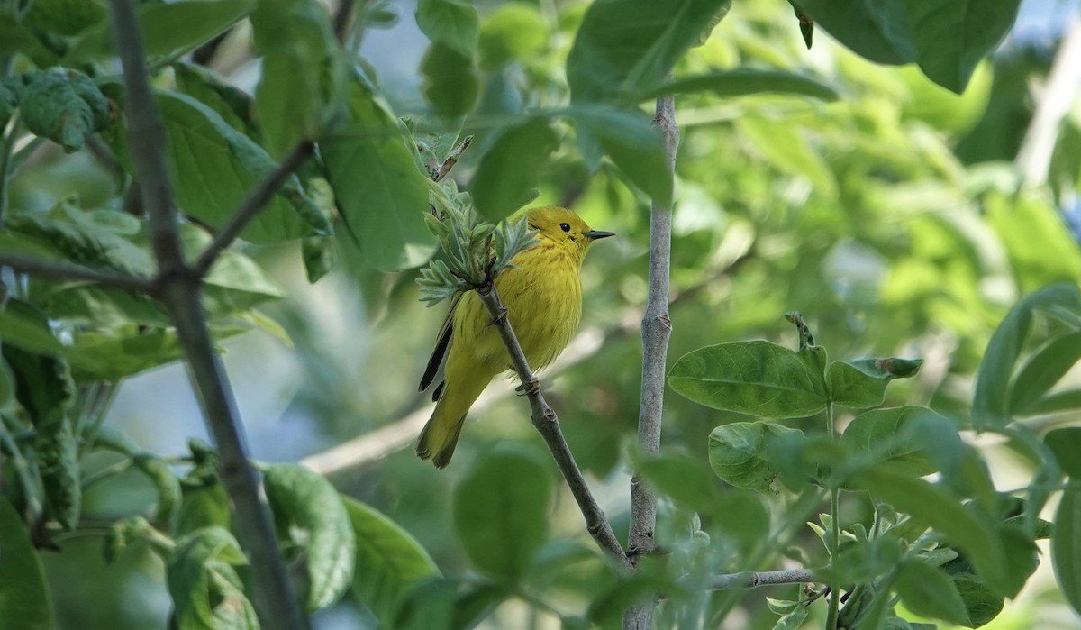 Yellow Warbler - ML451370621