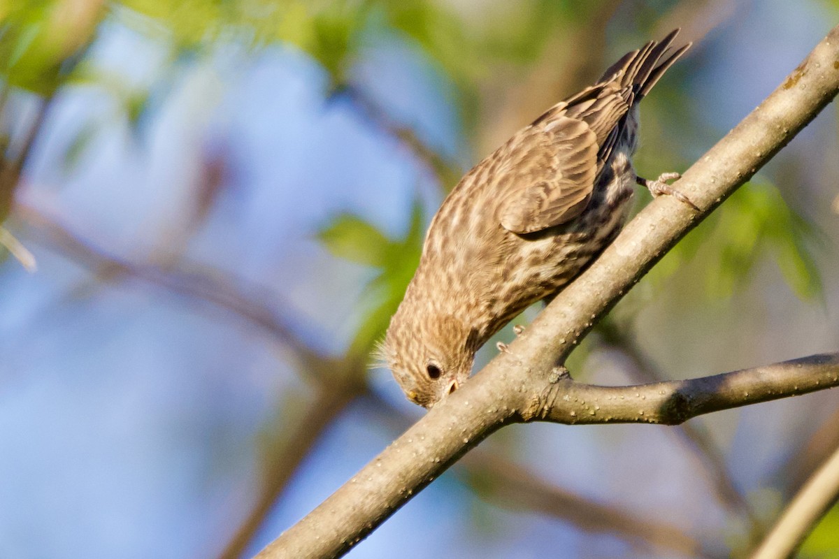 House Finch - John Shamgochian