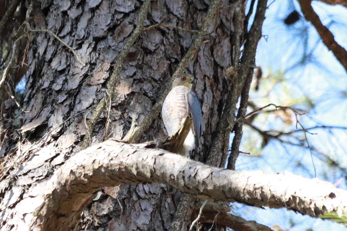 Cooper's Hawk - Angel Zakharia