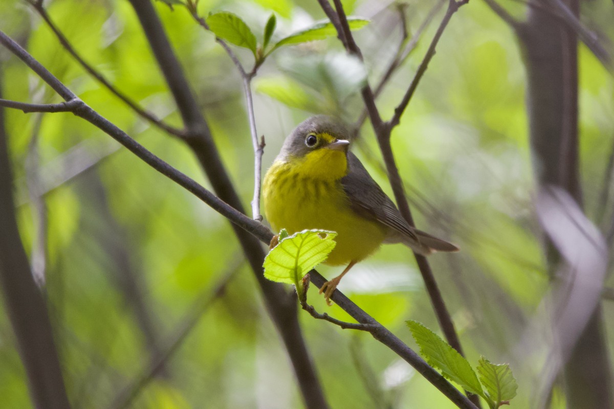 Canada Warbler - ML451371111