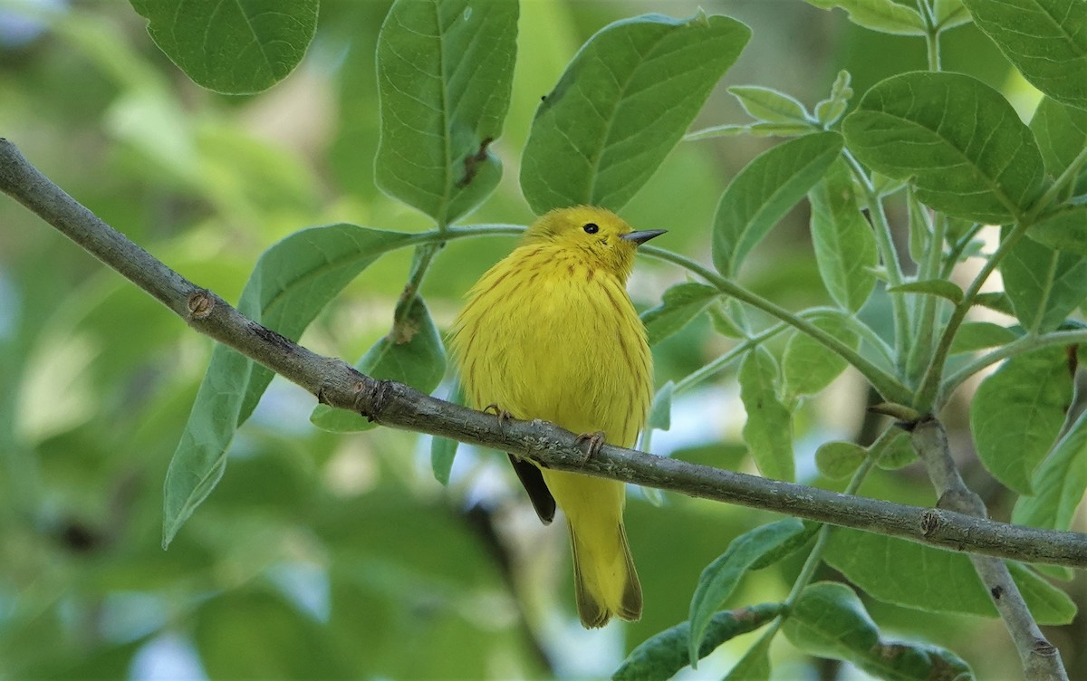 Yellow Warbler - ML451371131