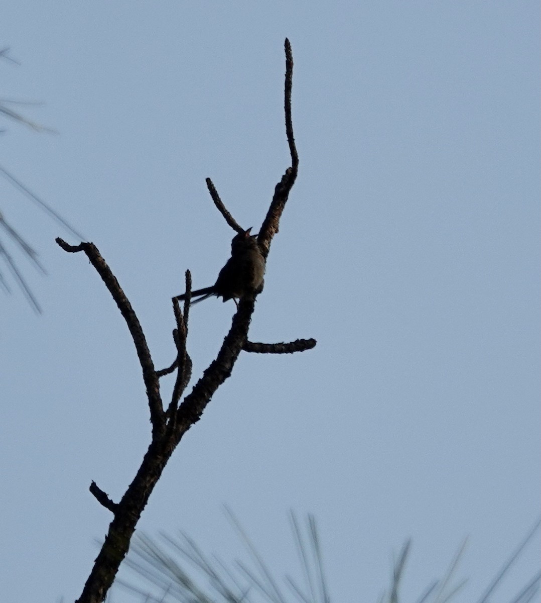 Bachman's Sparrow - ML451371171