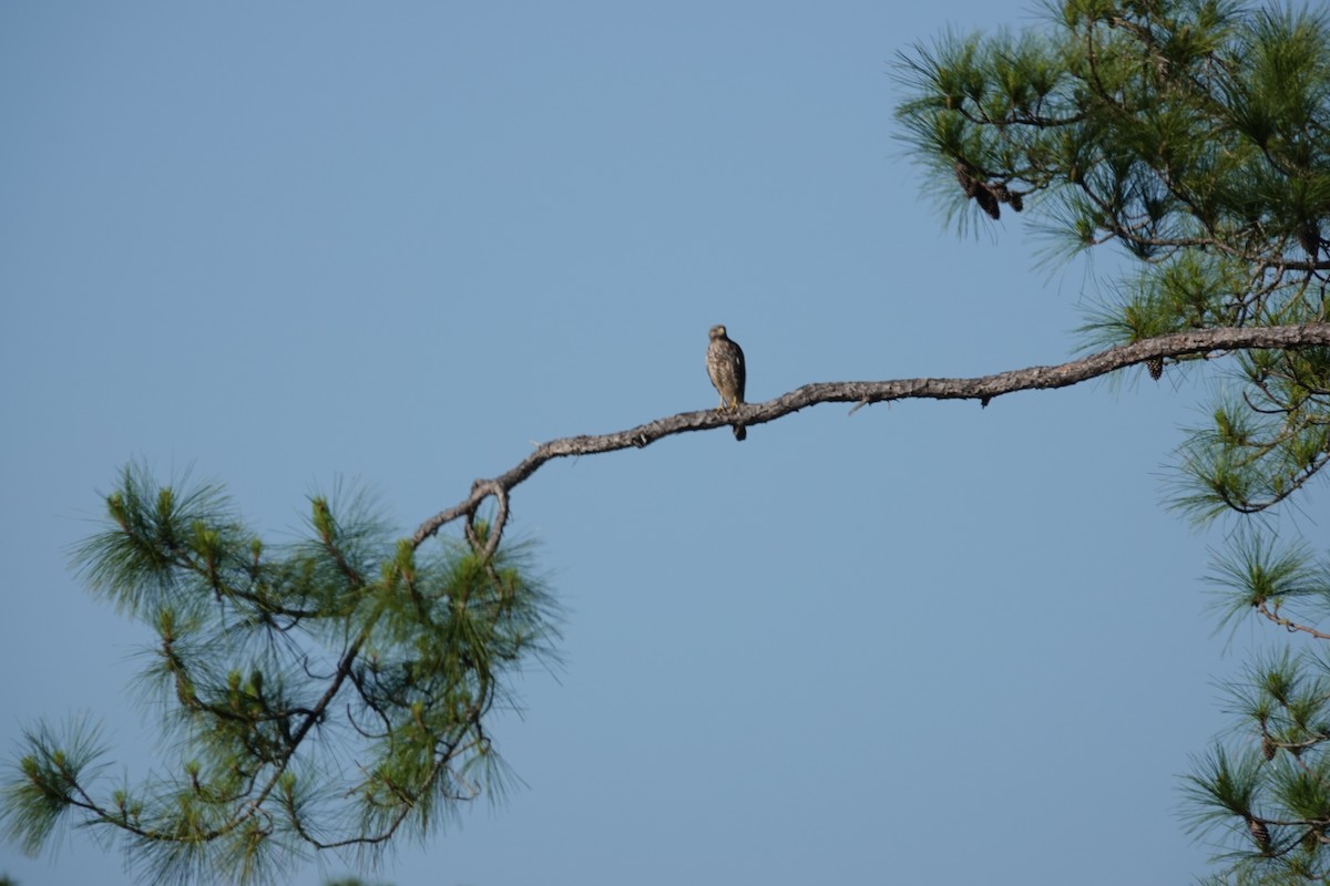 Red-shouldered Hawk - ML451371951