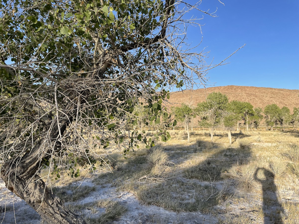 תורית אמריקנית - ML451373391