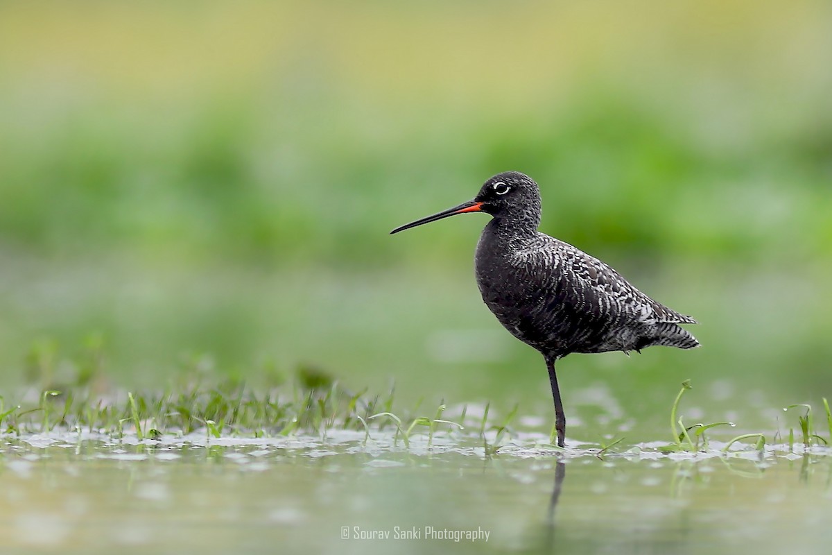 Spotted Redshank - Sourav Sanki