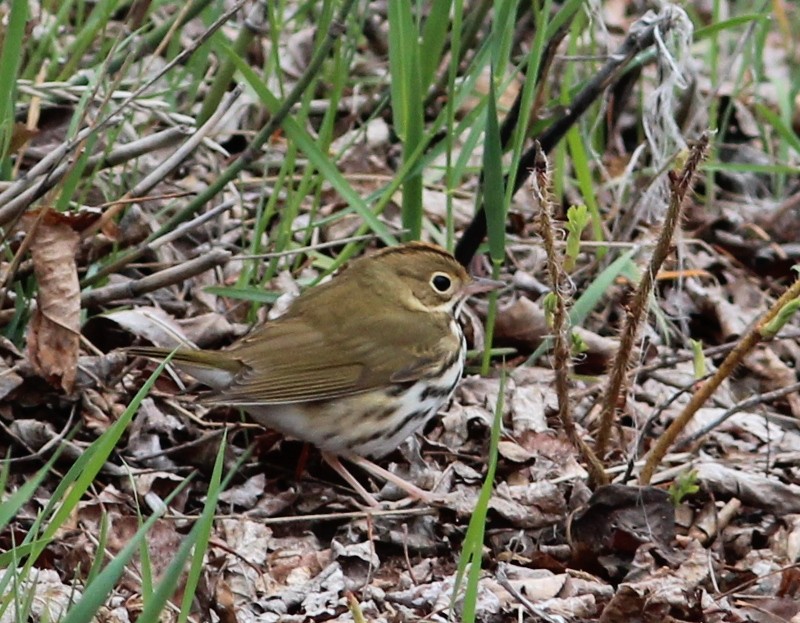 Ovenbird - ML45137621