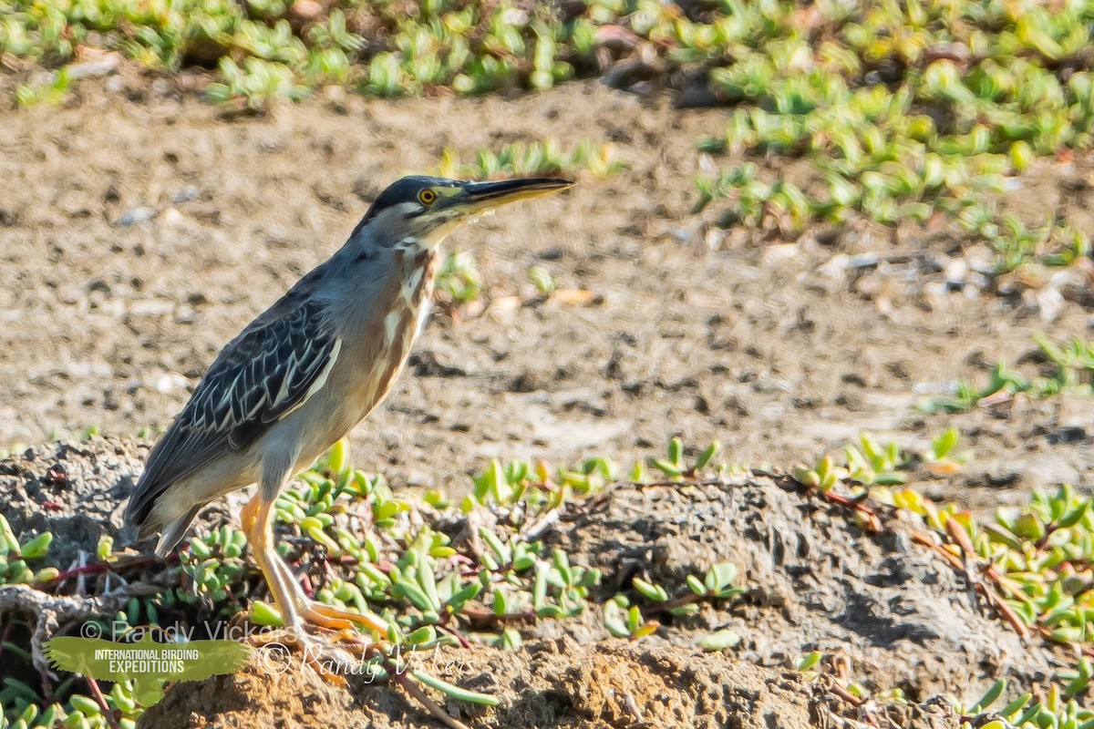 Striated Heron - Randy Vickers