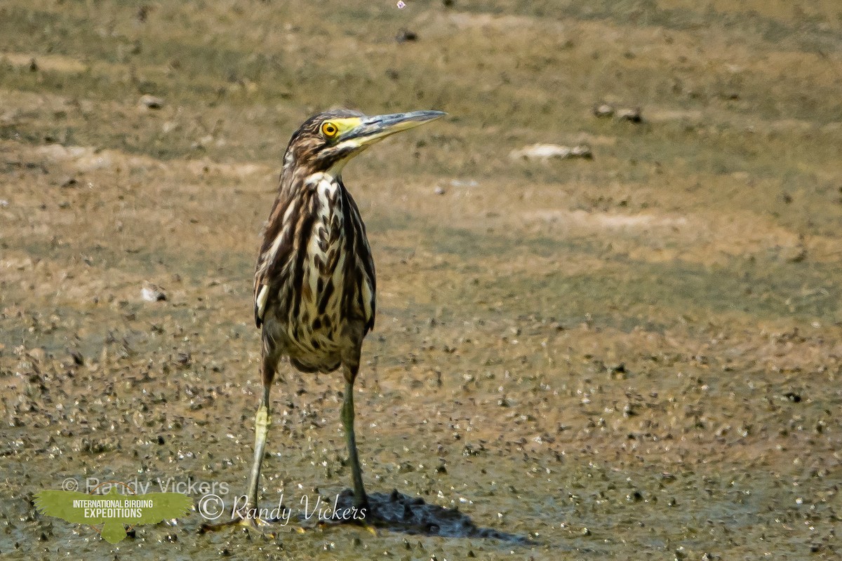 Striated Heron - Randy Vickers